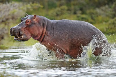 Hippopotamuses are closely related to whales.