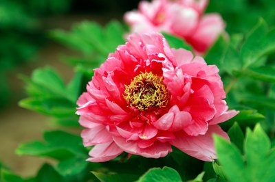 Close-up of pink peony.
