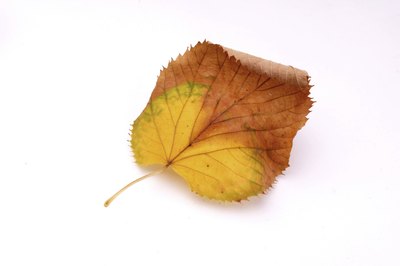 Infected leaf.