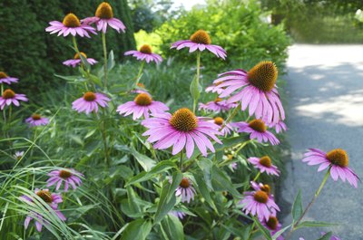 Purple coneflowers lining a paved walkway in a park.