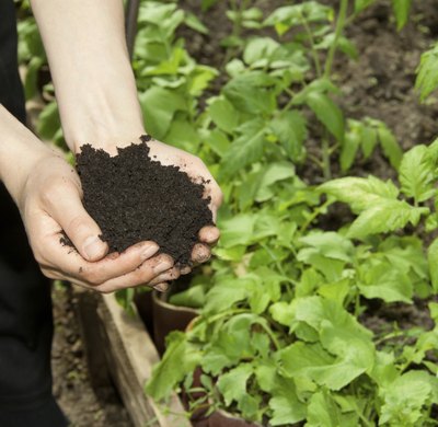 woman spreading fertilizer on plants