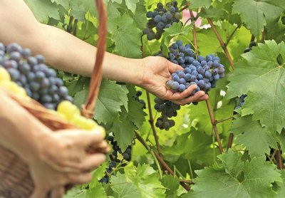 Collecting grapes from vines