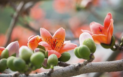 kapok flowers
