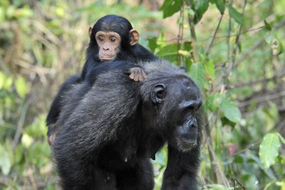 chimpanzee with baby chimpanzee on back