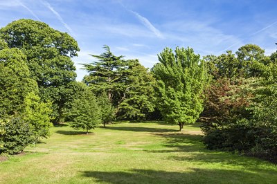Image of trees around a backyard.