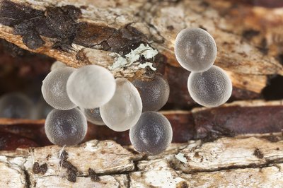 Earthworm cocoons