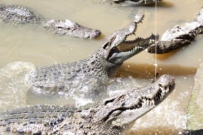 saltwater crocodiles in water
