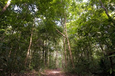 The rainforest can be a tough place to survive.