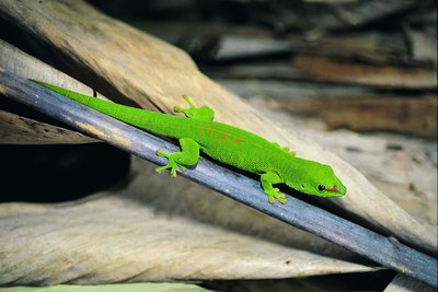 geckos