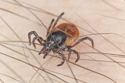 Close up of a tick.