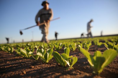 Mexican agriculture workers cultivating romaine lettuce