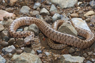 A caucasus viper.