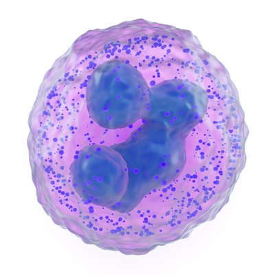 microscopic image of a basophil