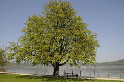 A horse chestnut tree grows in a park by the lake.