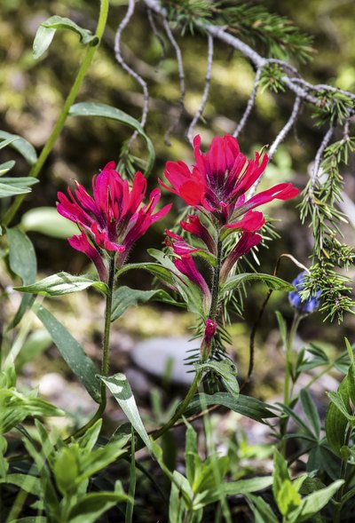 red prairie paintbrush flowers