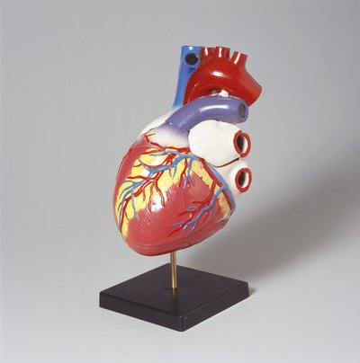 Model of Human Heart