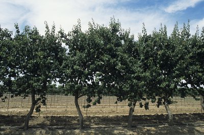 Apricot trees growing in orchard.