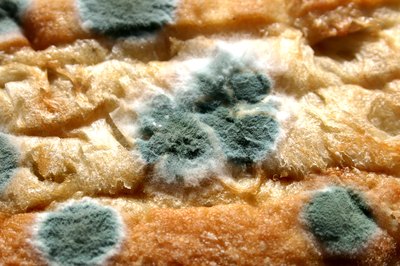 mold growing on bread