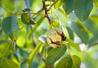 ripe walnut on walnut tree
