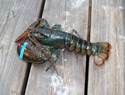 Lobster caught near Canada in the North Atlantic Ocean