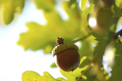 acorns in tree
