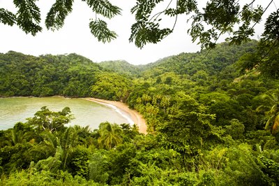Tropical Plant Diversity