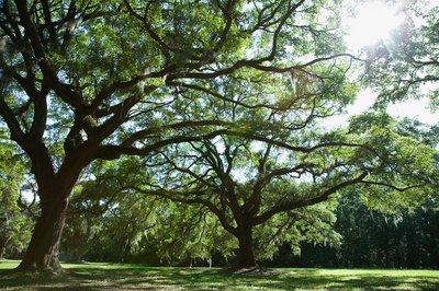Oak trees.