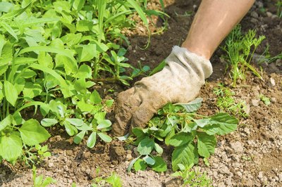 Gardener weeding soil