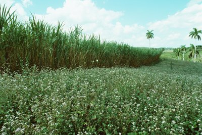 Sugarcane