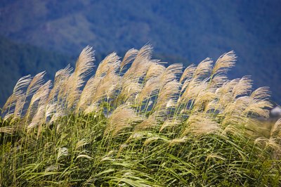 Japanese pampas grass growing in a field.