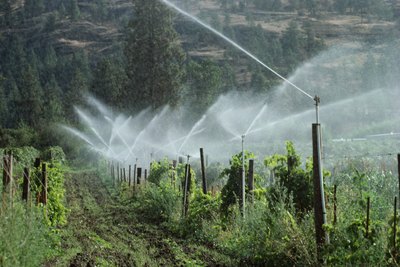 Sprinklers watering a vineyard