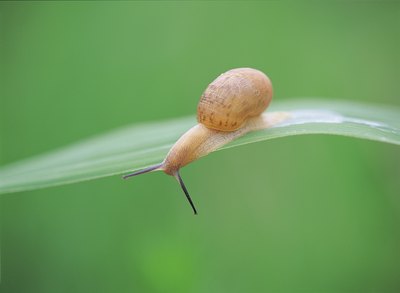 Garden snail.