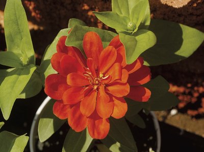 orange zinnia