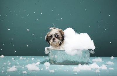 Soap used for dogs may cause skin problems.