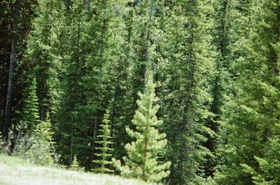 Fir Tree
