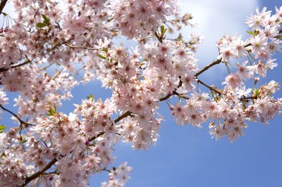 Those with cottonwood allergies typically display allergies to other pollinating trees.