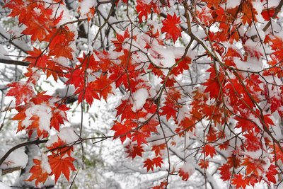 red maple tree leaves covered in snow