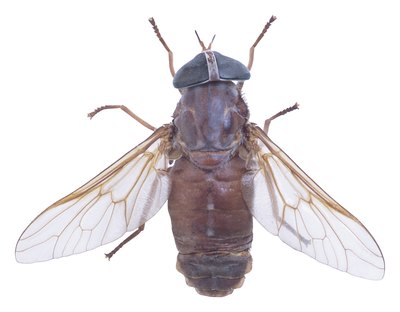 Treat a Horsefly Bite
