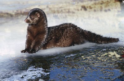 A mink slides into water.