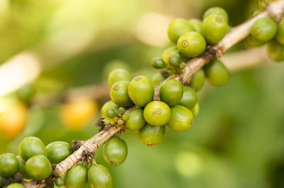 Coffee bean branch on Mexican plantation