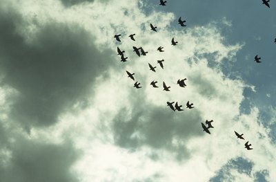 A flock of birds flying in the sky.