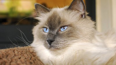 Blue eyed cat