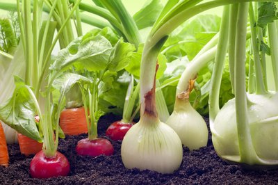 Start growing fennel indoors and then move them outside in order for the bulb to have time to form before hot weather sets in