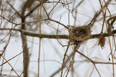 An empty bird nest in the vines.