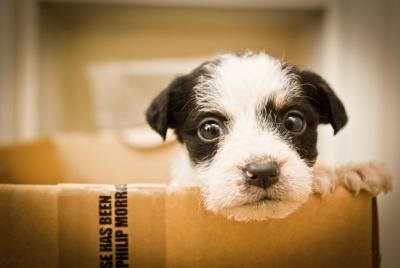 Eye Allergies in Dogs