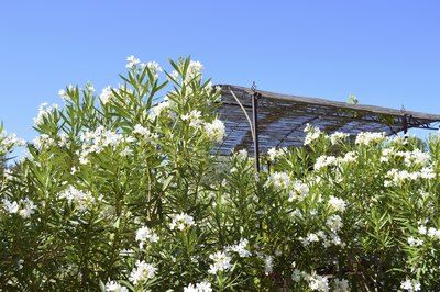 White oleander bushes in front of house