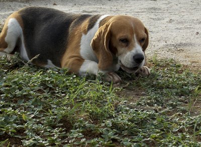 Dog eating grass.