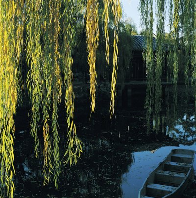 A wooden boat is anchored beneath the branches of a corkscrew willow tree.