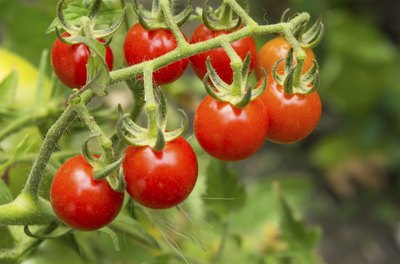 curled leaves on tomato plant