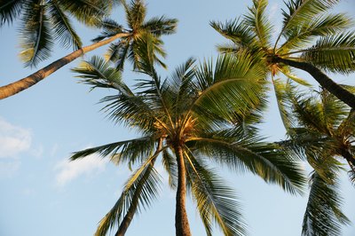 Looking up at palm trees